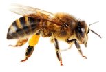 Целебная сила мертвых пчел