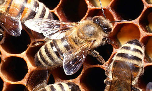 Лечебные свойства продуктов пчеловодства для мужчин - sun-roze.ru