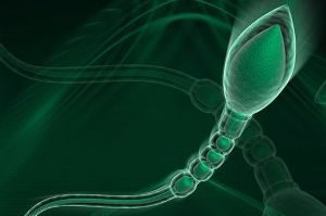 Морфология сперматозоидов, характеристики сперми, возможние патологии