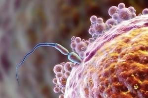 Сколько живут сперматозоиди во влагалище, от чего зависит жизнеспособность клеток